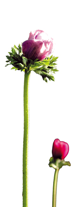 Bloom_image_white_background_WEB.jpg
