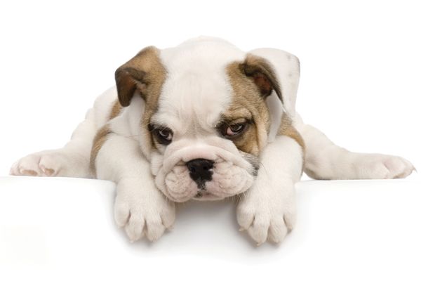 dog large