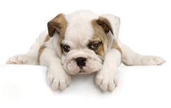 dog small