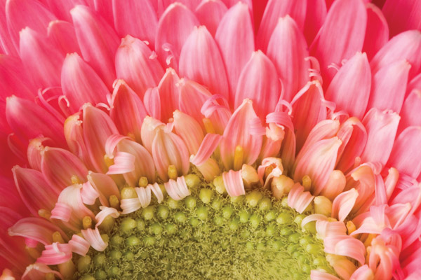 floral-industry