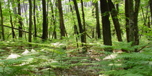 environment