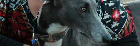 greyhoundlatest