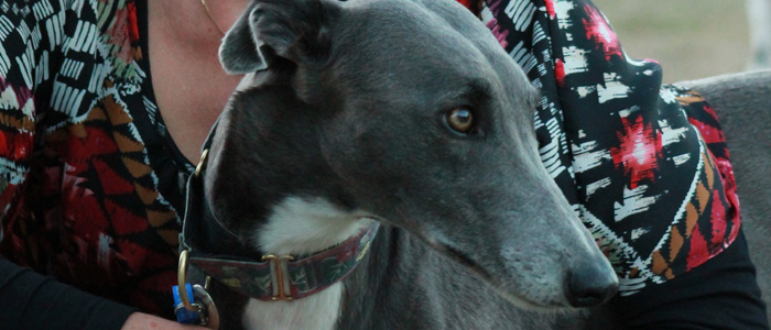 greyhoundweb greyhoundweb